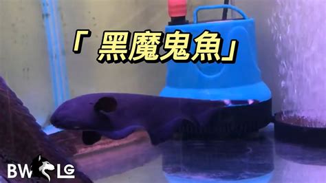 黑魔鬼魚飼養|黑魔鬼饲养指南